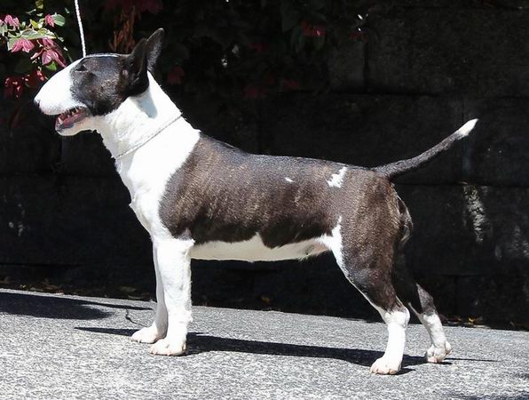 Ch Boromir Moon Wytch from Vortex ROM (Inca)
